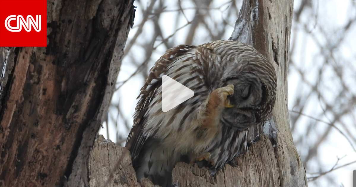 A video of an owl has received more than 3 million views.. What came out of its mouth?