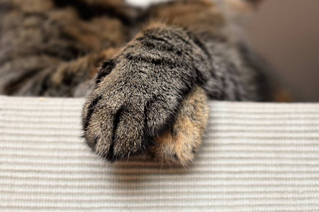 Ban on Declawing: Tips for Managing Your Cat’s Claws at Home