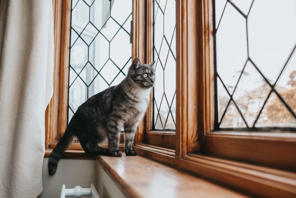 Meeting the Environmental Needs of Cats: Indoor vs. Outdoor Lifestyles