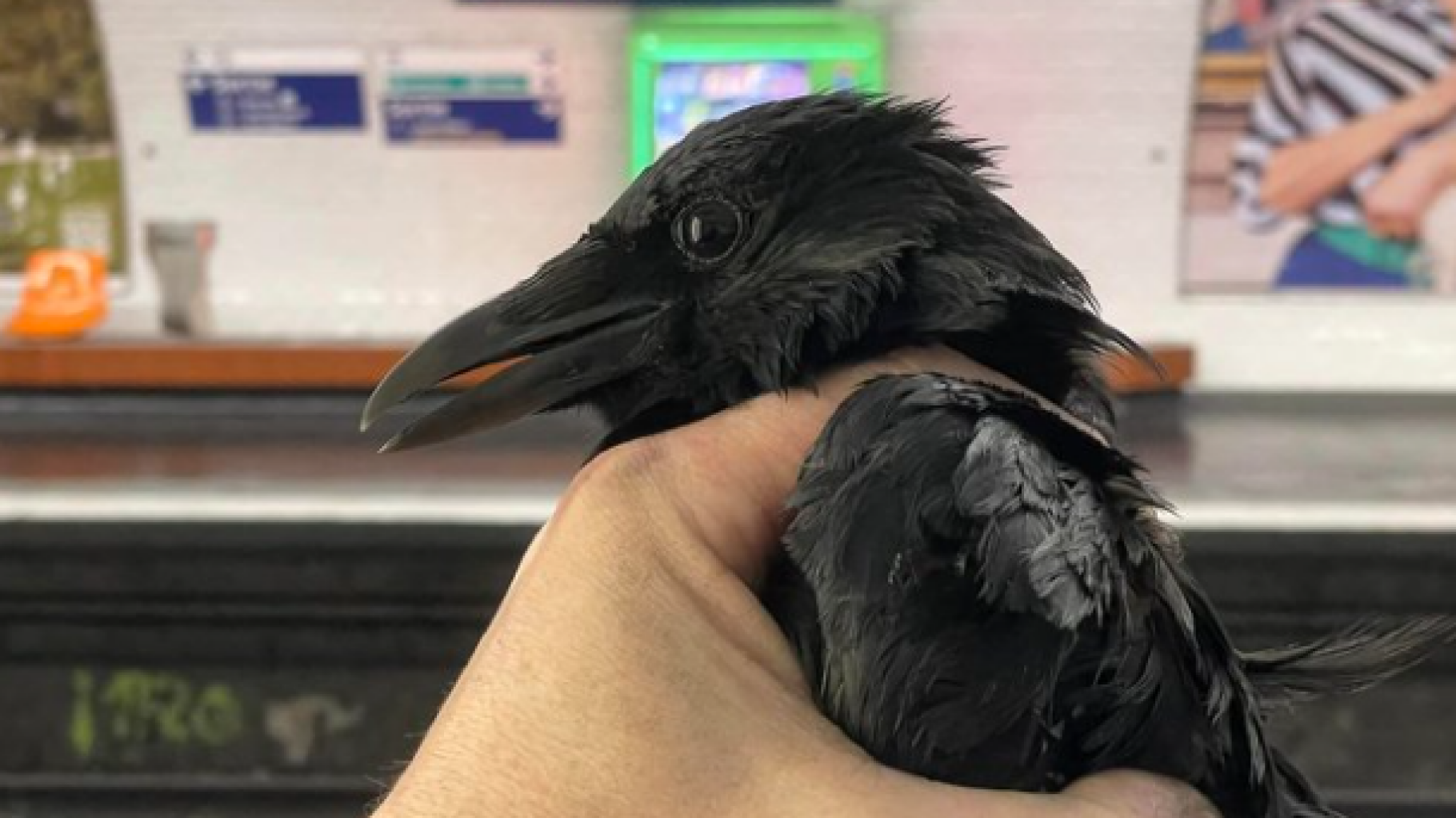 The Parisian Ringed Crows: Story of the Rescued Crow in a Paris Metro Station - Archyde
