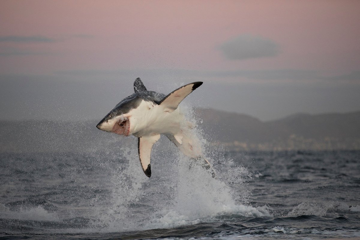 Debunking the Myth of White Shark Redistribution in South Africa: Implications for Conservation