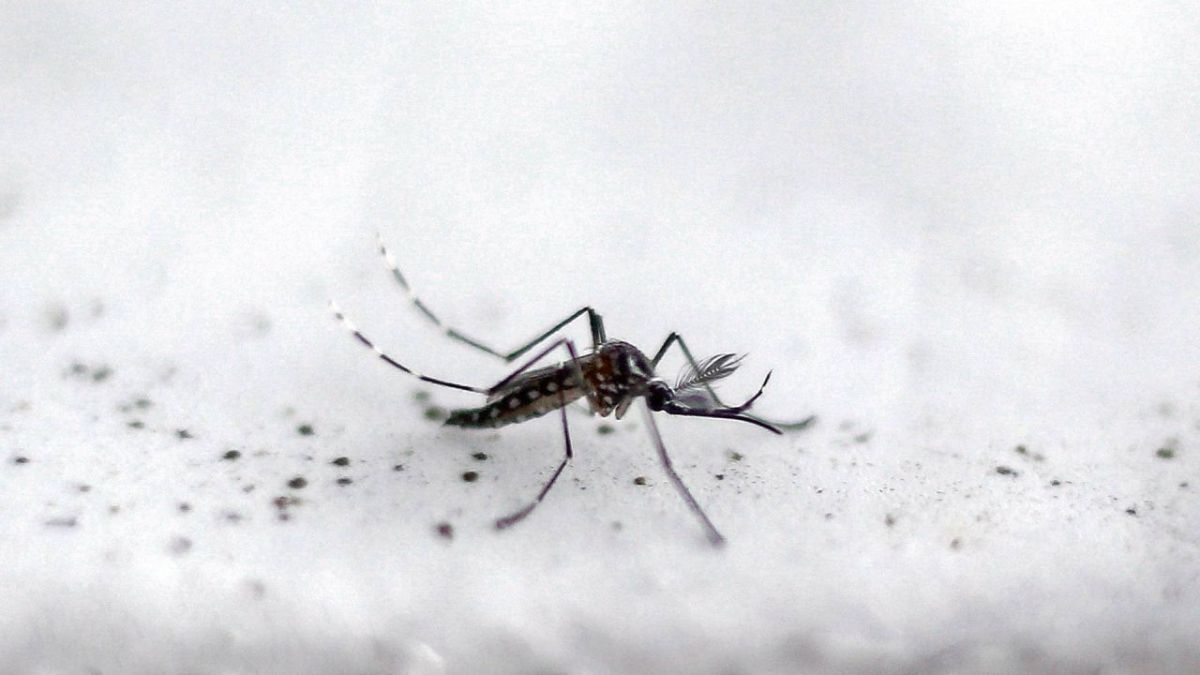 Dengue Alert: 26 municipalities of PBA in critical condition
