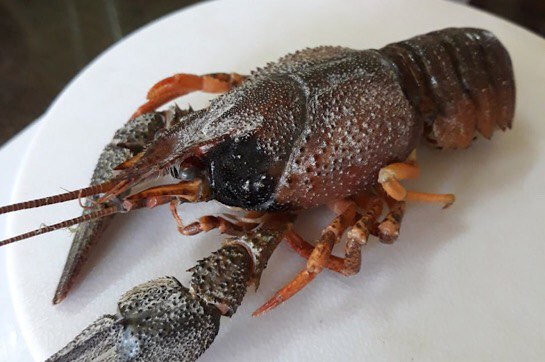 The long-legged crayfish of Lake Sevan is on the verge of extinction
 – 2024-03-10 03:00:58