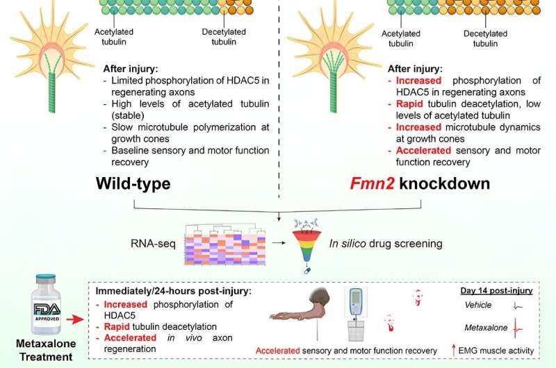 Therapeutic potential of metaxalone to treat nerve injuries